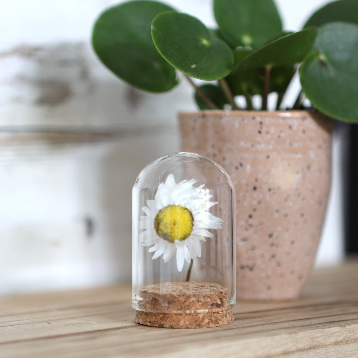 Mini-Stolpersteine aus Glas Ø4cm | H: 6cm | Mit Kork - 6 Stk
