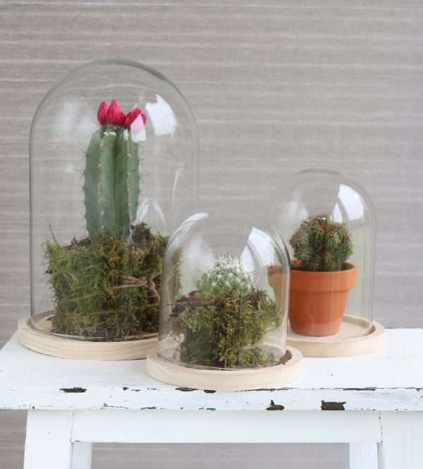 Glaskuppel mit Holzsockel 12x16cm - 1 Stk