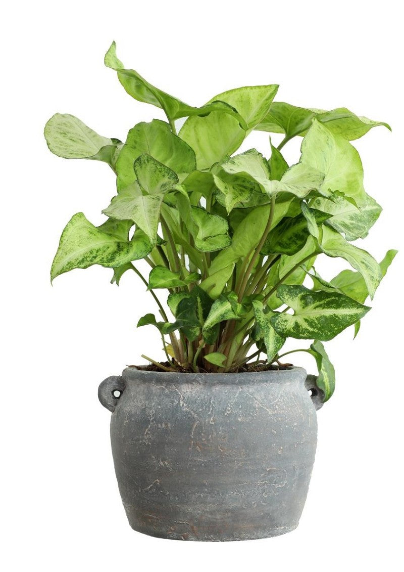 Amphoren Topf 14x12,2x9 cm - 6 Stk