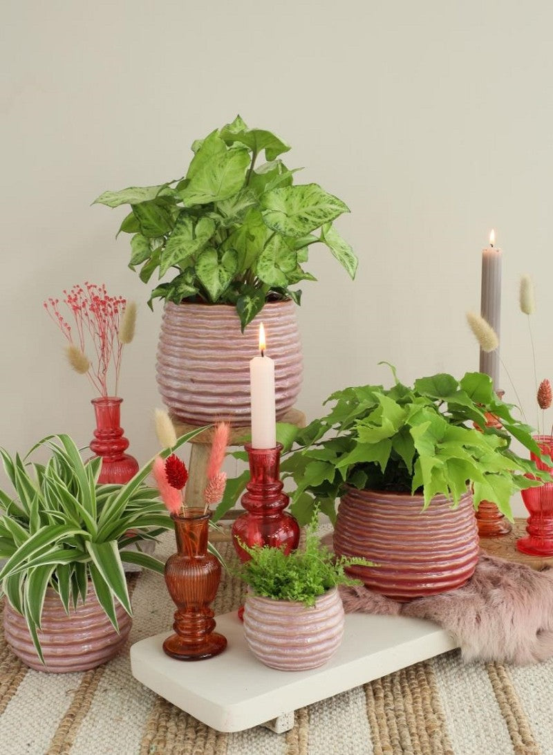 Topf Rosa Karmin Rise Ø13 x h: 15,5 cm - 4 Stk