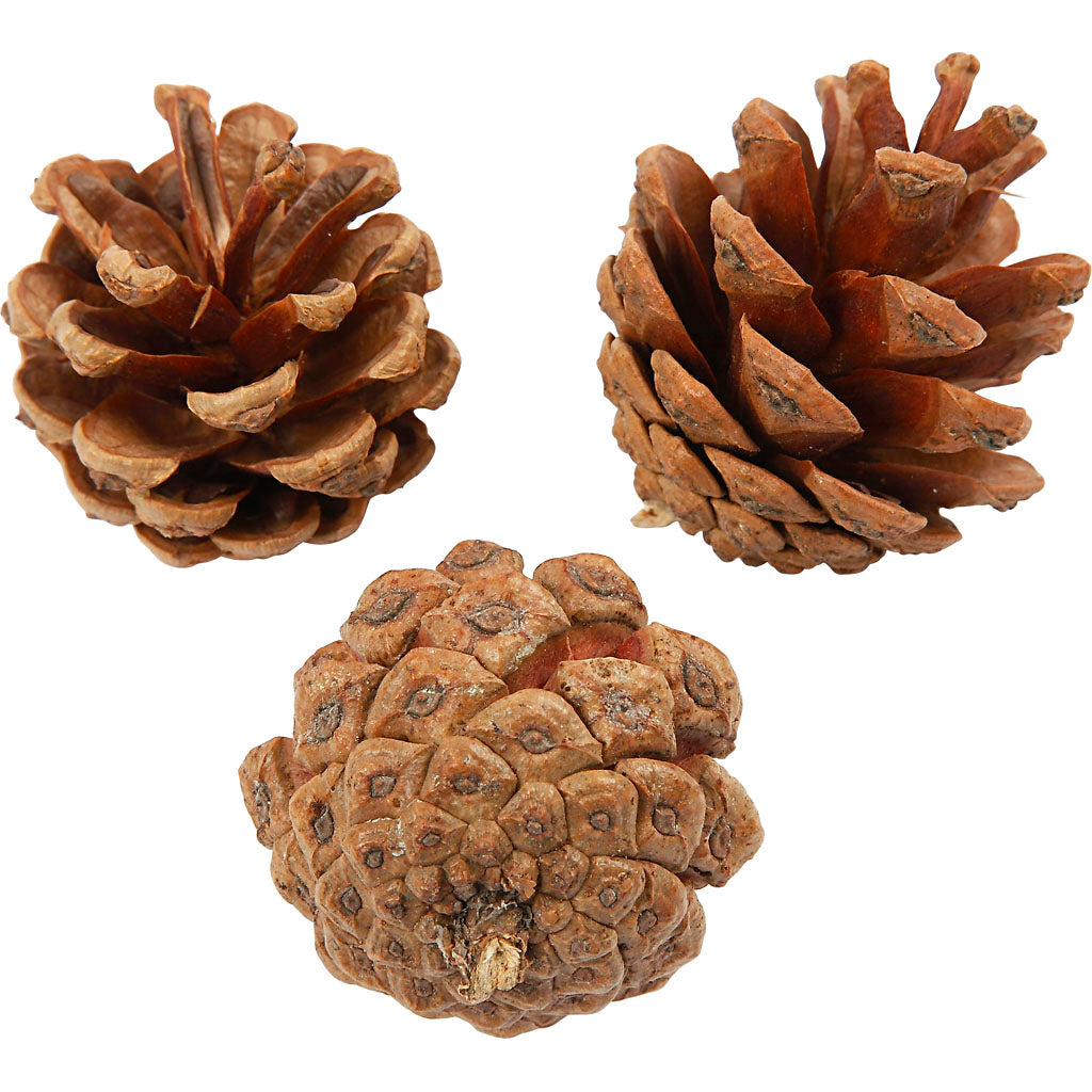 pine cones 40mm