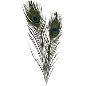 Pfauenfedern, L: 25-30 cm - 10 Stk