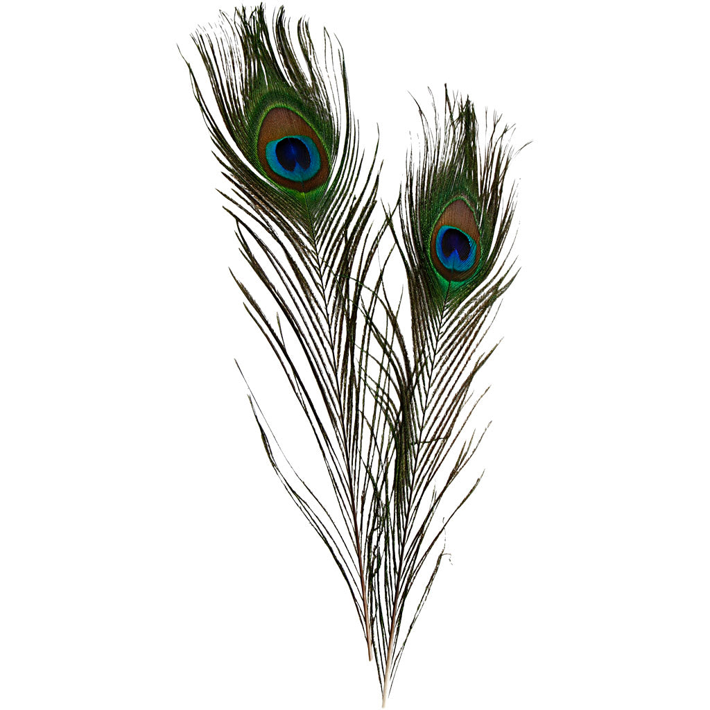 Peacock feathers, L: 25
