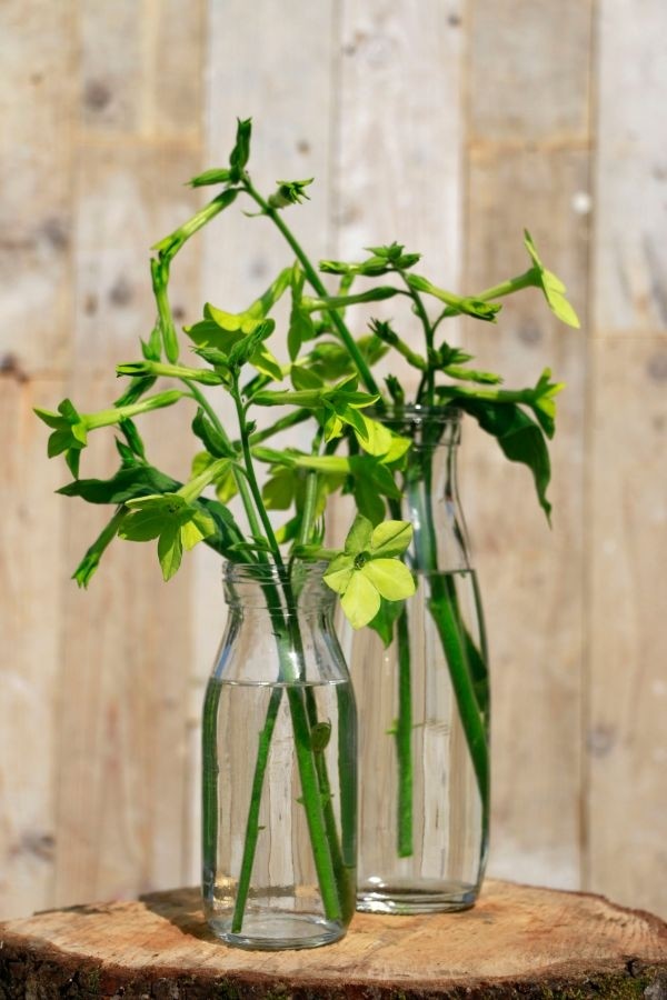 Milchflasche Glas 250ml 14x6cm - 24 Stk