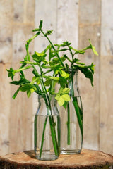 Milchflasche Glas 250ml 14x6cm - 24 Stk