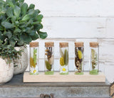 Glasröhre Ø3cm auf Holzbrett - 6 Stk