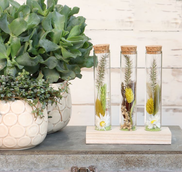 Glasröhre Ø3cm auf Holzbrett - 12 Stk