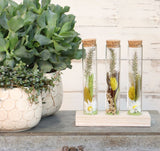 Glasröhre Ø3cm auf Holzbrett - 12 Stk