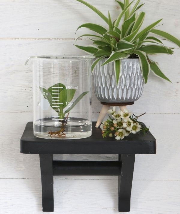 Labor-Glaszylinder 9x11cm - 1 Stk