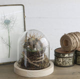 Glaskuppel mit Holzsockel 10x10cm - 1 Stk