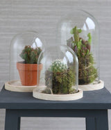 Glaskuppel mit Holzsockel 12x16cm - 1 Stk