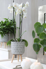 Blumentöpfe Zement mit Holzbeinen | H: 21.5cm - 6 Stk