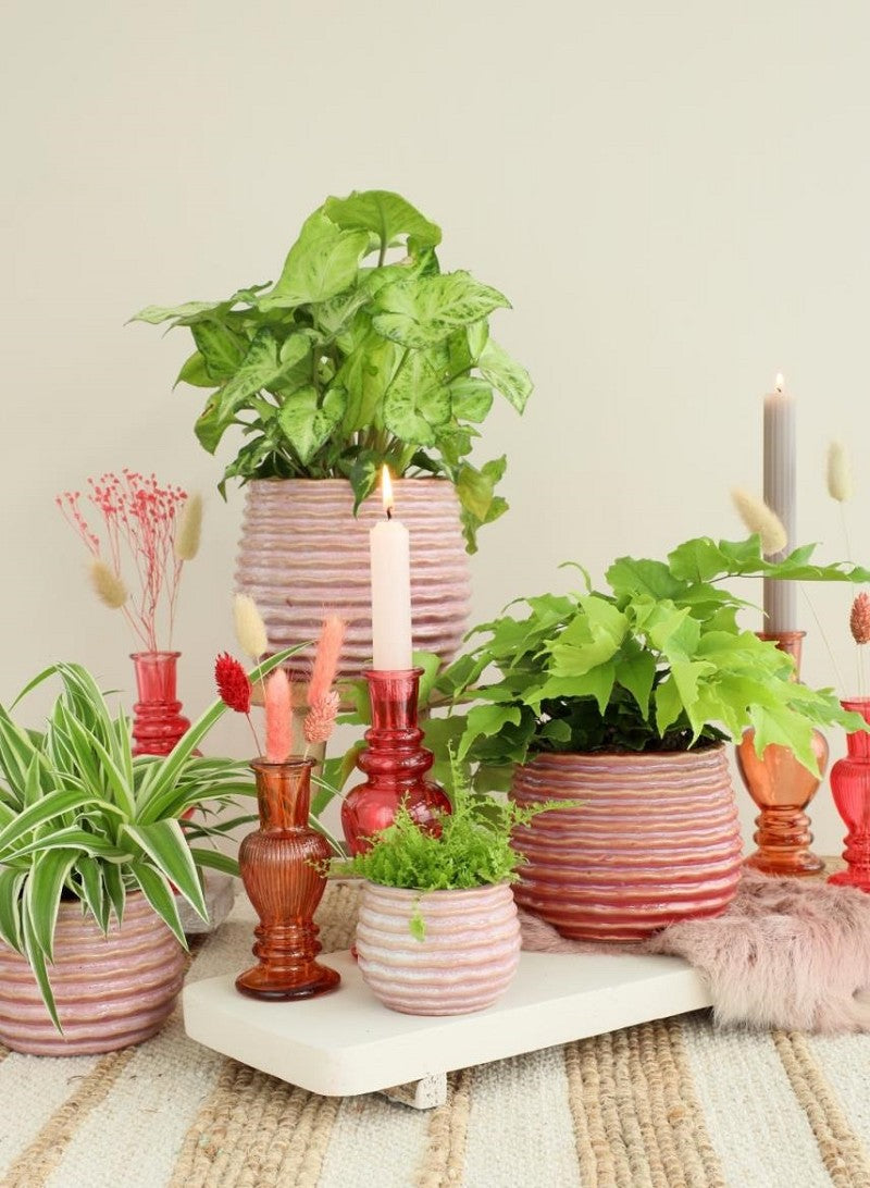 Topf Rosa Karmin Rise Ø13 x h: 15,5 cm - 4 Stk