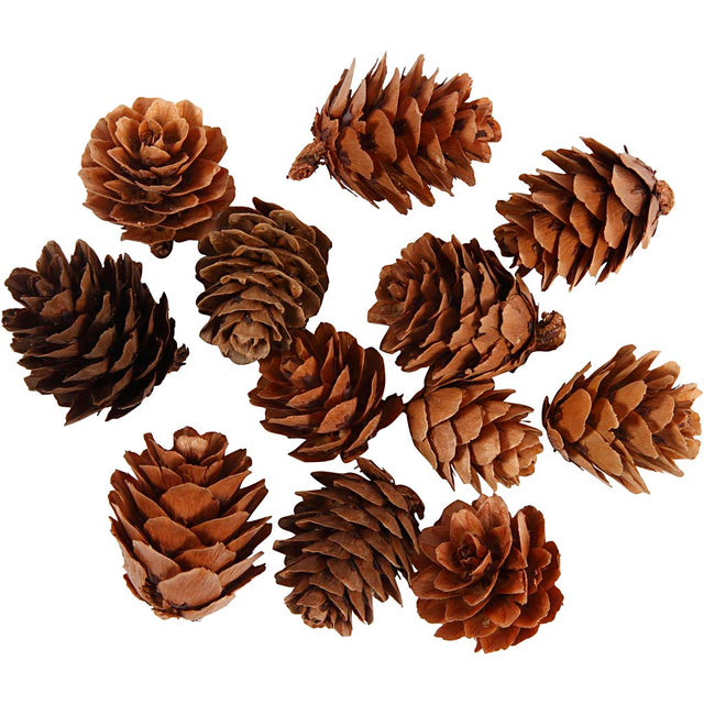 Larch cones 
