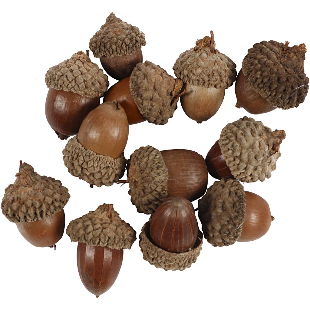 Acorn 