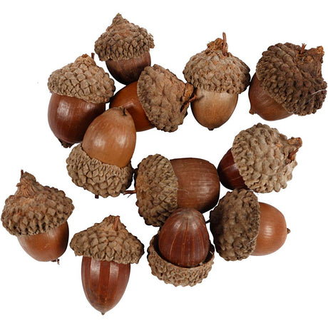 Acorn 